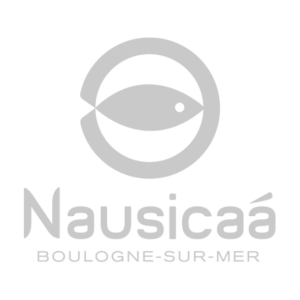 Nausicaa B